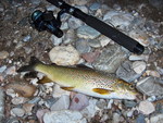 Adriatic trout (Salmo obtusirostris)