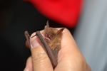 Geoffroy's bat (Myotis emarginatus)