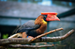 rufous hornbill (Buceros hydrocorax)