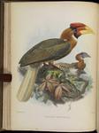 rufous hornbill (Buceros hydrocorax)