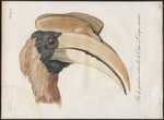 rufous hornbill (Buceros hydrocorax)