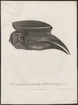 rufous hornbill (Buceros hydrocorax)