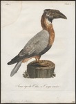 rufous hornbill (Buceros hydrocorax)