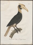 rufous hornbill (Buceros hydrocorax)