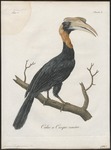 rufous hornbill (Buceros hydrocorax)