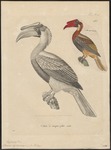 rufous hornbill (Buceros hydrocorax)