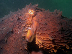 Giant Pacific octopus (Enteroctopus dofleini)