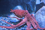 Giant Pacific octopus (Enteroctopus dofleini)