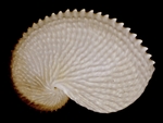 knobbed argonaut (Argonauta nodosa)