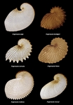 Argonauta species: greater argonaut (Argonauta argo), Böttger's argonaut (Argonauta bottgeri), A...