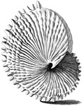 knobbed argonaut (Argonauta nodosa)