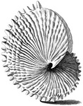 knobbed argonaut (Argonauta nodosa)