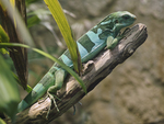 Fiji banded iguana (Brachylophus fasciatus)