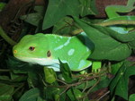 Fiji banded iguana (Brachylophus fasciatus)