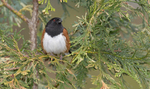 eastern towhee (Pipilo erythrophthalmus)