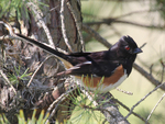 eastern towhee (Pipilo erythrophthalmus)