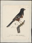 eastern towhee (Pipilo erythrophthalmus)