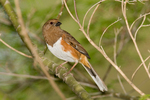 eastern towhee (Pipilo erythrophthalmus)