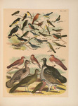 The birds of North America: Plate CXIV. - black-faced grassquit (Tiaris bicolor), lesser goldfin...
