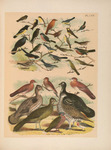 ...la cassinii), summer tanager (Piranga rubra), Scott's oriole (Icterus parisorum), Berlandier's w