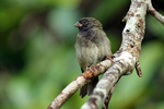 black-faced grassquit (Tiaris bicolor)