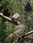 black-faced grassquit (Tiaris bicolor)