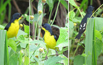 lesser goldfinch (Spinus psaltria)