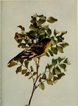 lesser goldfinch (Spinus psaltria)