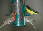 lesser goldfinch (Spinus psaltria), house finch (Haemorhous mexicanus)