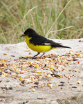 lesser goldfinch (Spinus psaltria)