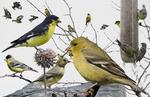 lesser goldfinch (Spinus psaltria)