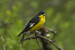 lesser goldfinch (Spinus psaltria)