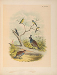 ...oldfinch (Spinus lawrencei), downy woodpecker (Dryobates pubescens), California quail (Callipepl...