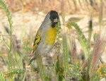 Lawrence's goldfinch (Spinus lawrencei)