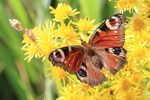 European peacock butterfly (Aglais io)