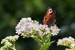 European peacock butterfly (Aglais io)