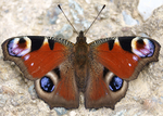 European peacock butterfly (Aglais io)