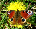 European peacock butterfly (Aglais io)