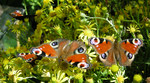 European peacock butterfly (Aglais io)