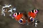 European peacock butterfly (Aglais io)