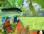 European peacock butterfly (Aglais io)