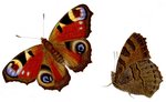 European peacock butterfly (Aglais io)