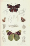 ... fritillary (Euphydryas cynthia), European peacock (Aglais io), map butterfly (Araschnia levana)
