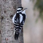 downy woodpecker (Dryobates pubescens)