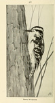 downy woodpecker (Dryobates pubescens)