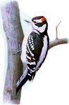 downy woodpecker (Dryobates pubescens)