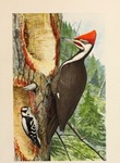 pileated woodpecker (Dryocopus pileatus), downy woodpecker (Dryobates pubescens)
