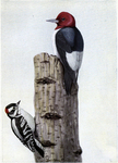 red-headed woodpecker (Melanerpes erythrocephalus), downy woodpecker (Dryobates pubescens)