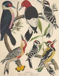 Lewis's woodpecker (Melanerpes lewis), red-headed woodpecker (Melanerpes erythrocephalus), hairy...