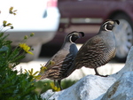 California valley quail (Callipepla californica)